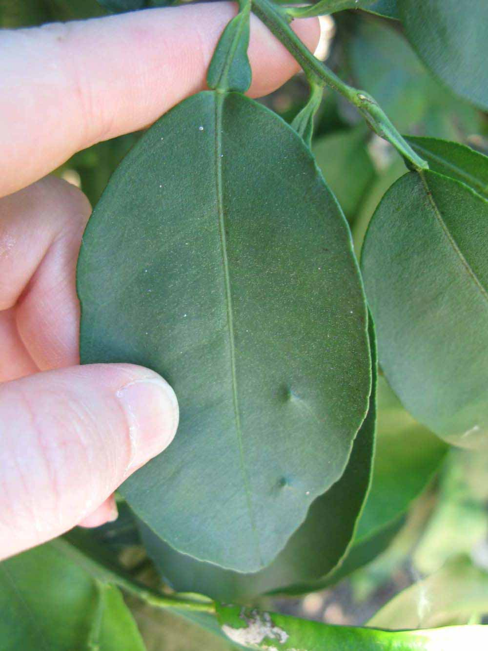            Unifoliolate leaf of  Citrus paradisi        (Rio   Red, Winter Haven, FL)   